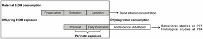 Anxious Behavior of Adult CD1 Mice Perinatally Exposed to Low Concentrations of Ethanol Correlates With Morphological Changes in Cingulate Cortex and Amygdala